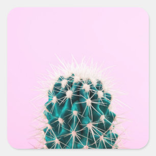 Prickley Kaktus auf Rosa Quadratischer Aufkleber