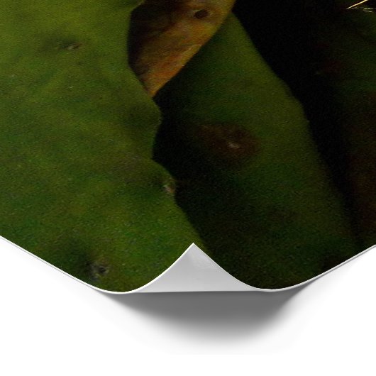 Prickley Pear Cacti Frucht Poster (Ecke)