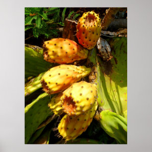 Prickley Pear Cacti Frucht Poster