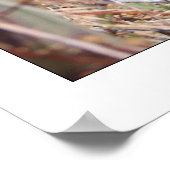 Prickley Pear Cactus & Poppy Poster (Ecke)