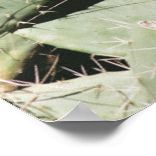 Prickley Pear Cactus Poster (Ecke)