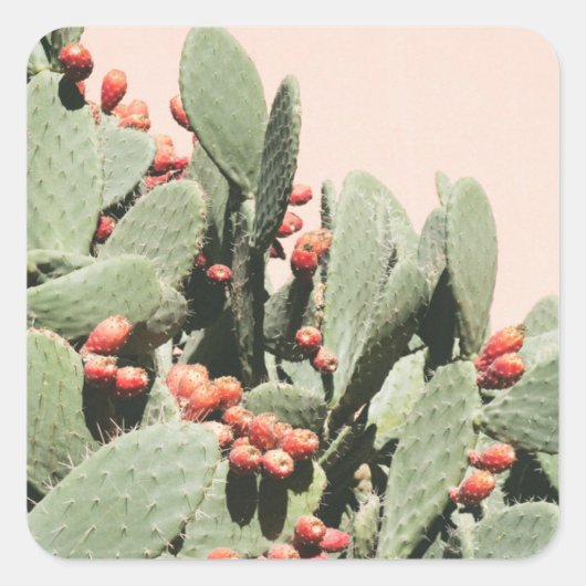 Prickley Pear Cactus Quadratischer Aufkleber (Vorderseite)