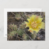 Prickley Pear Postkarte (Vorne/Hinten)