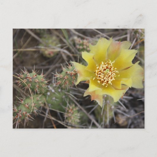 Prickley Pear Postkarte (Vorderseite)