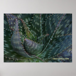 Prickly Aloe Vera Poster