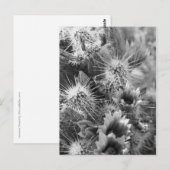 Prickly Cactus Desert Blume B&W Foto Postkarte (Vorne/Hinten)