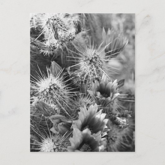 Prickly Cactus Desert Blume B&W Foto Postkarte (Vorderseite)