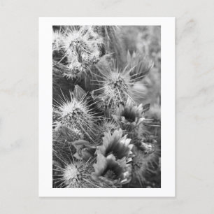 Prickly Cactus Desert Blume B&W Foto Postkarten