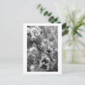 Prickly Cactus Desert Blume B&W Foto Postkarten (Stehend Vorderseite)