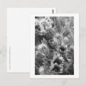 Prickly Cactus Desert Blume B&W Foto Postkarten (Vorne/Hinten)