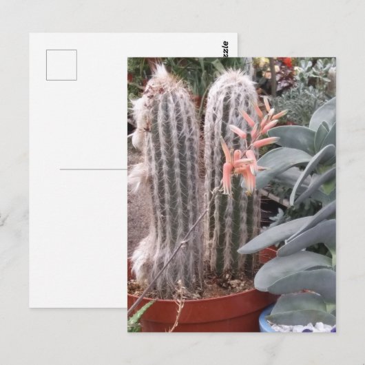 Prickly Cactus Postkarte (Vorne/Hinten)