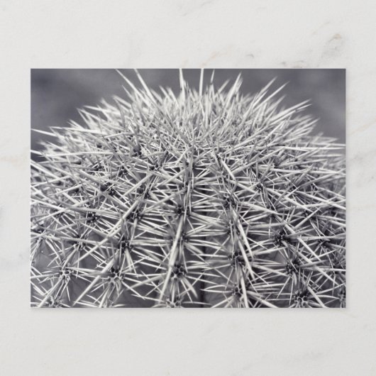 Prickly Cactus Sonoran Desert B&W Foto Postkarte (Vorderseite)