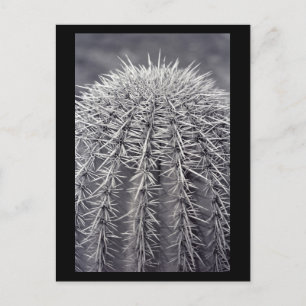 Prickly Cactus Sonoran Desert B&W Foto Postkarten