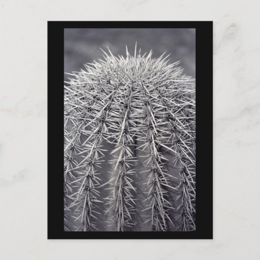 Prickly Cactus Sonoran Desert B&W Foto Postkarten (Vorderseite)