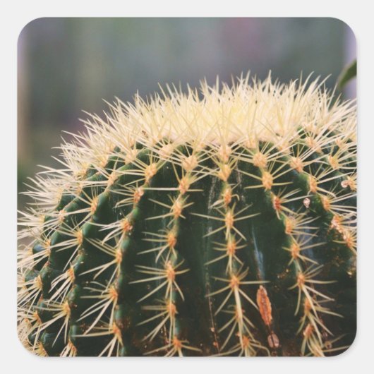 Prickly Cactus Sticker (Vorderseite)