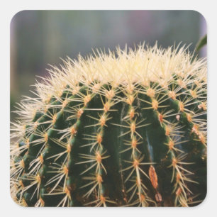 Prickly Cactus Sticker