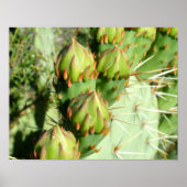 Prickly Pear Blooms Poster (Vorne)