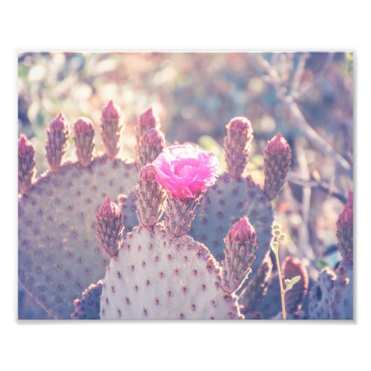 Prickly Pear Blossom | FOTO (Vorne)