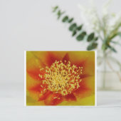 Prickly Pear Blume Postkarte (Stehend Vorderseite)