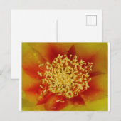 Prickly Pear Blume Postkarte (Vorne/Hinten)