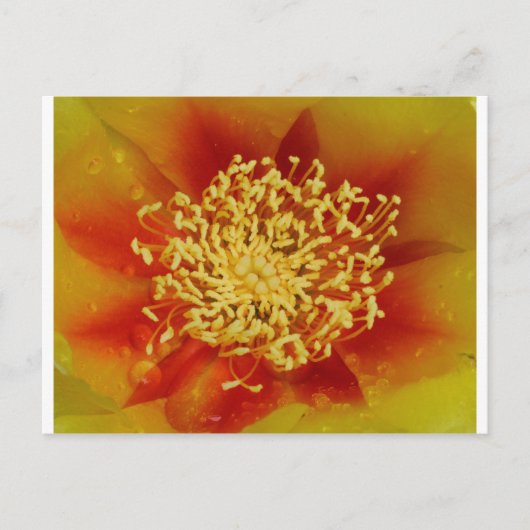 Prickly Pear Blume Postkarte (Vorderseite)