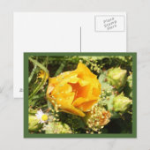 Prickly Pear Cactus Bloom Postkarte (Vorne/Hinten)