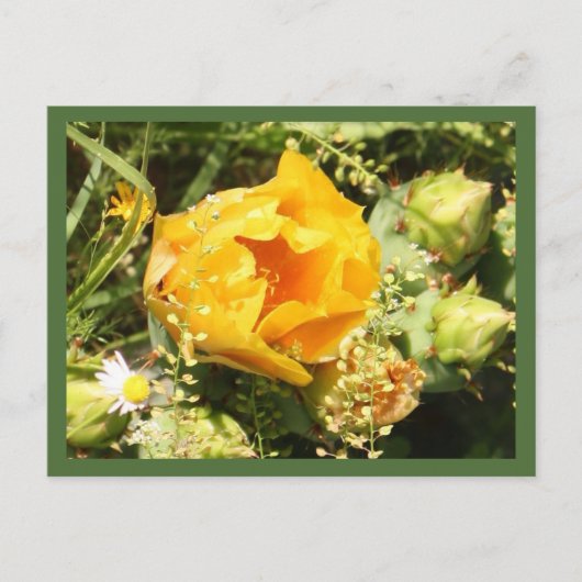 Prickly Pear Cactus Bloom Postkarte (Vorderseite)
