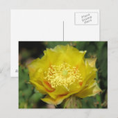 Prickly Pear Cactus Blooms Postkarte (Vorne/Hinten)