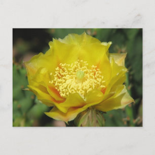 Prickly Pear Cactus Blooms Postkarte