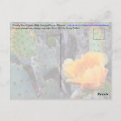 Prickly Pear Cactus Blume / Orange / Arizona USA Postkarte (Rückseite)