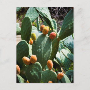 Prickly Pear Cactus Fruit Postkarte