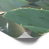 Prickly Pear Cactus Green Red Bloom Poster (Ecke)