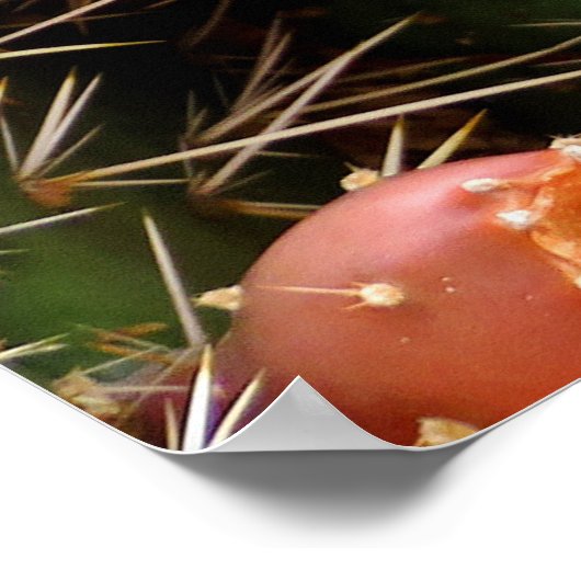 Prickly Pear Cactus Poster (Ecke)