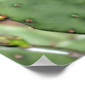Prickly Pear Cactus Poster (Ecke)