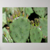 Prickly Pear Cactus Poster (Vorne)