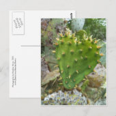 Prickly Pear Cactus Postkarte (Vorne/Hinten)