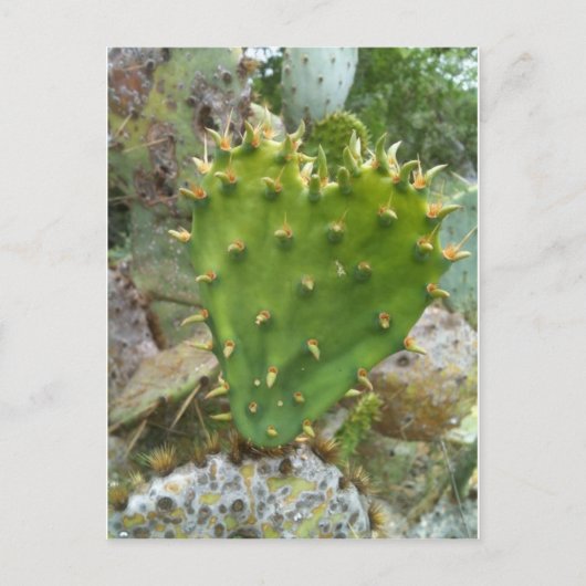 Prickly Pear Cactus Postkarte (Vorderseite)
