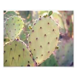 Prickly Pear Closeup | FOTO