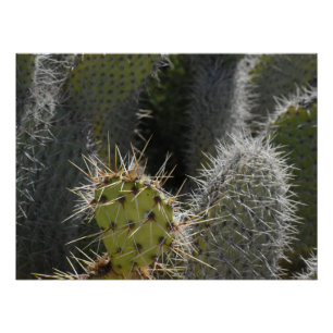 Prickly Pear Foto, nah Poster