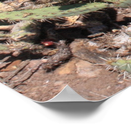Prickly Pear Geschenke Poster (Ecke)