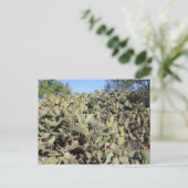Prickly Pear Geschenke Postkarte (Stehend Vorderseite)