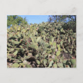 Prickly Pear Geschenke Postkarte (Vorderseite)