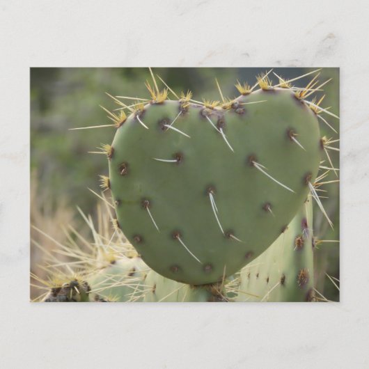 Prickly Pear Heart Postkarte (Vorderseite)