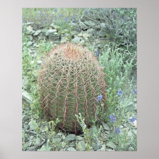 Prickly Pink Petals Cactus Art Print Poster (Vorne)
