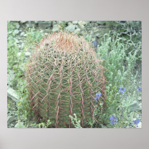 Prickly Pink Petals Cactus Desert Foto Poster