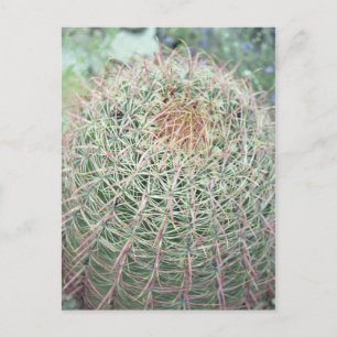 Prickly Pink Swirl Cactus Arizona Foto Postkarte