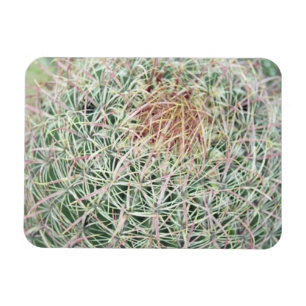 Prickly Pink Swirl Kaktus Dekorativer Kühlschrankm Magnet