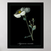 Prickly Poppy Botanical Art Print Poster (Vorne)