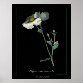 Prickly Poppy Botanical Art Print Poster