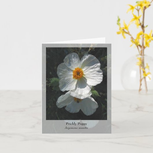 Prickly Poppy - Native Notecard Karte (Gelbe Blume)